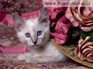Siamese Kitten, 