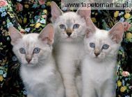 Siamese Kittens, 