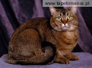Tabby Toy Cougar Cat