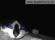 blue eyes cats m