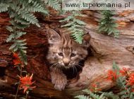 bobcat kitten