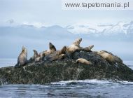 steller sea lions, 