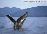 humpback whale, 