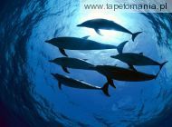 Atlantic Spotted Dolphins, 