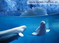 Belugas Underwater, 