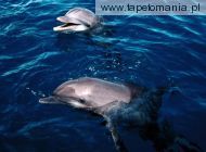 Frolicking Dolphins, 