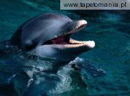 Introduction Bottlenose Dolphin, 