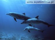 Spotted Dolphins, 