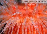 Anemone Tentacles, 