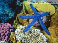 Blue Linckia Sea Star, 