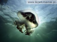 Mauve Stinger Jellyfish, 