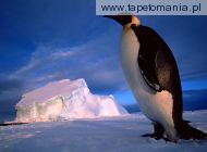 Emperor Penguin, 