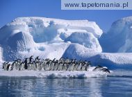adelie penguins in hope bay, 