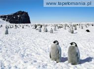 emperor penguins, 