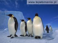 emperor penguins e, 