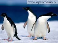 lost penguins