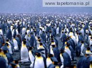 multiplicity king penguins