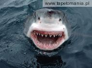 White Shark f