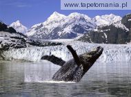 Humpback Whale f