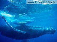 Humpback Whale f1