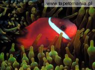 Red and Black Anemonefish