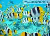 School of Tropical Fish, 