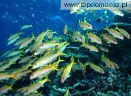 Yellow Goatfish, 