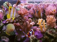 coral reef, 